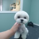 배츄네펫살롱 이미지