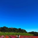 호텔 라벤더 제주 | 제주도 산업시찰 마지막날 | 제주볼튼호텔 조식 후기 | 에코랜드 | 라벤더정원 | 제주도 고기국수 맛집...