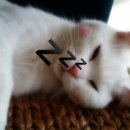 용인센트럴동물병원 이미지