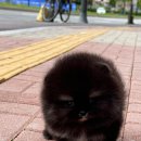 디디에퍼피 이미지