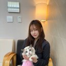 블루랙돌 | 제주로 입양을 간 브리티쉬 숏헤어 블루골드 루미의 소식과 랙돌 블루바이컬러 쿠미의 입양후기