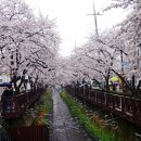 진해 벚꽃 명소 - 여좌천, 내수면 생태공원, 기지사령부 (4/1) 이미지