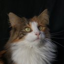 고양이숲 이미지