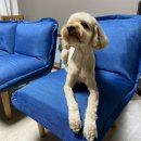 The D왈G # 이미지