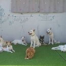 지켜줄개 이미지