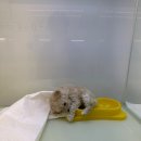 동탄강아지분양 도그데이 이미지