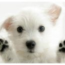 귀여운 강아지 이미지