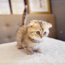 인천강아지분양 고양이분양 24시 데려가개 청라점 | 귀여운 반려동물은 인천강아지분양 고양이분양 24시 데려가개 청라점