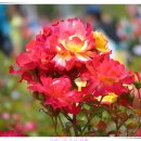 장미휴게실 이미지