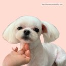 토브 펫 살롱 이미지