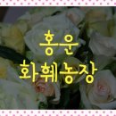 홍운농장 이미지