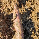 보람농장 이미지