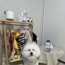 주식회사 치어럽메디케어 이미지