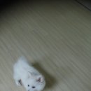 강아지놀이터 이미지