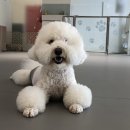 퍼피글랫 네이버블로그