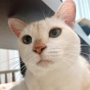 (주)이엘티사이언스 | 냐옹닥터 코푸가드 고양이전문영양제 기관지영양제 고양이감기 고양이허피스 고양이면역력 영양제 후기