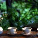차(茶) Daum카페