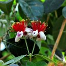 조아조아 이미지