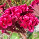 복을 부르는 민화 이미지