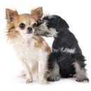 봄동물병원 이미지