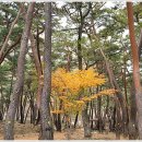 표충사놀이터(=표충사야영장) 이미지