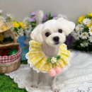 뉴데이 반려견 미용실 이미지