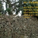 돌담이네 이미지