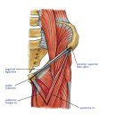 골반의 해부학- 전상장골극(ASIS- anterior superior iliac spine) 이미지