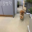 DS동물병원 이미지