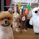 름자펫살롱 이미지