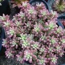 충렬농장 이미지