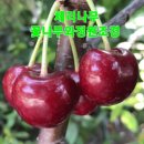 화성-장안-장안 8호 이미지