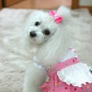 굿모닝퍼피 이미지