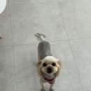 이뻐질개 애견미용실 이미지