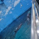 수국칼국수 이미지