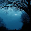 고목나무 이미지