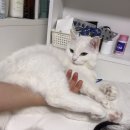 개꿈꾸는 고양이 이미지