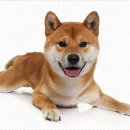 멍샵 강아지분양 인천본점 이미지