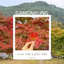 천황자동차야영장 | [강릉] 오대산 소금강산 야영장 : 가을 단풍 캠핑 명소 카라반·단풍 사이트 명당 추천