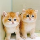 익산원펫 이미지