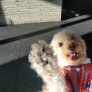 도그루밍 이미지