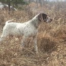 우리집 똥강아지 이미지