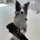 꼬숩당개 이미지