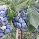 선우농장 이미지