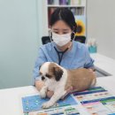 더케이 동물병원 이미지