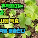 피막이풀-눈을 밝게하며, 각막혼탁증.백내장을 치료하고, 구안와사등 신경마비에 특효, 항암작용이 탁월하고, 간과 신장기능이 좋아진다 조회 이미지