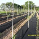 이팝농장 이미지