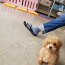 땡큐댕댕 이미지