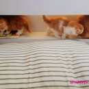 스파리버 캐터리 이미지