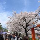 그리고 | 김천 연화지 벚꽃 개화 정보 꿀팁 그리고 후기